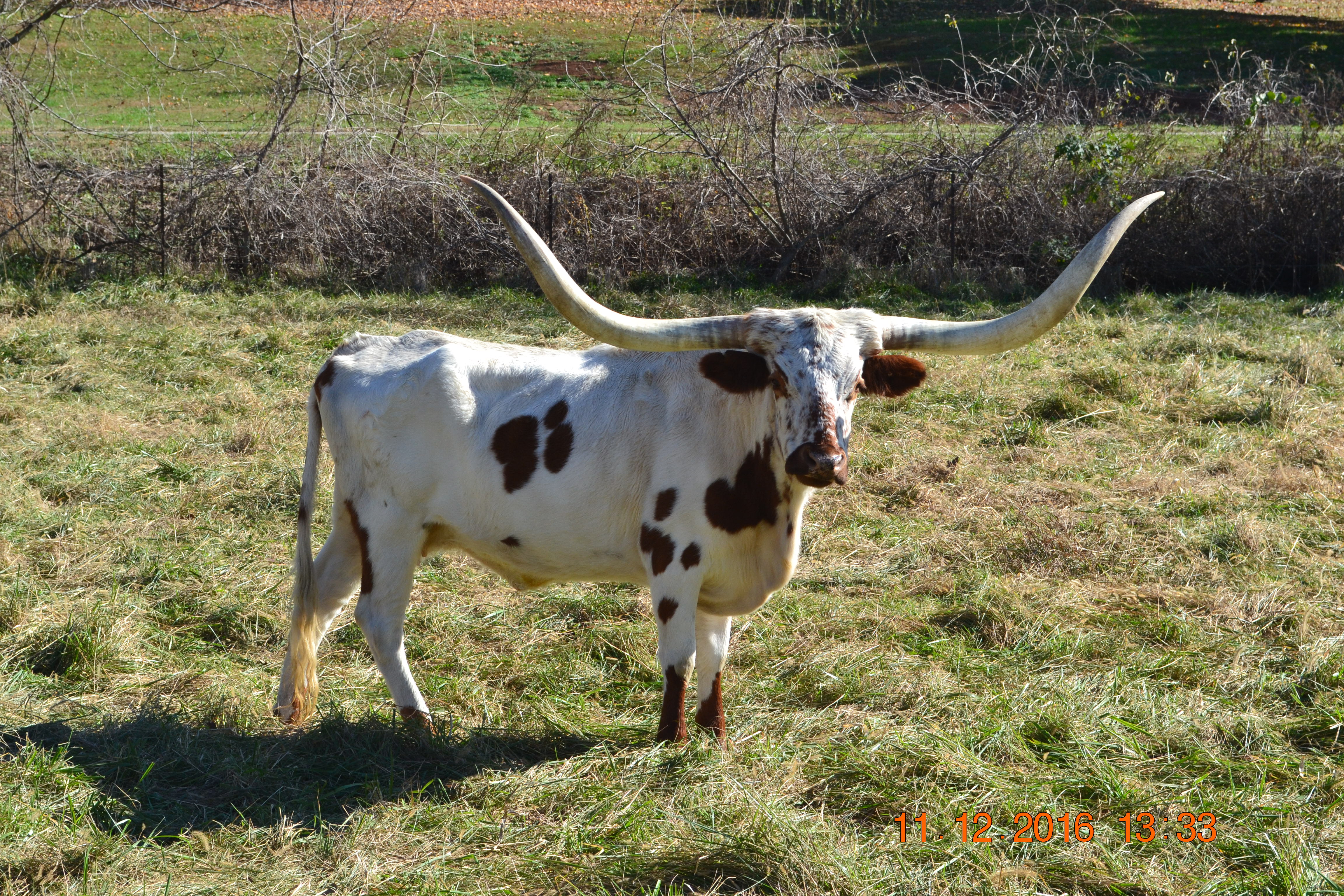 dsc_1341.jpg